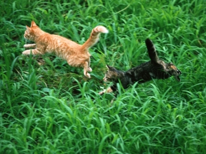 ǭ����¤Ȥ�