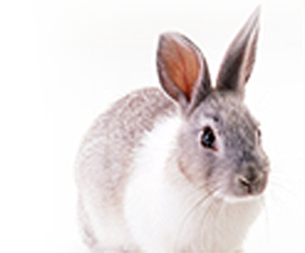 こた??わり1 3つのコース