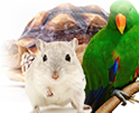 こた??わり1 3つのコース