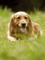 去勢手術について