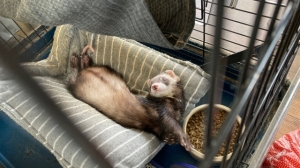 フェレットさんについて