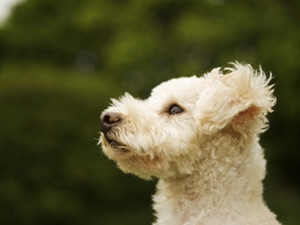 フィラリア症とはどんな病気?