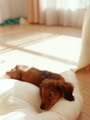 ������ѤˤĤ���