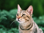 ǭȤ