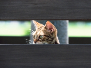 去勢手術について 猫ちゃん ペットの病気 犬や猫フェレットの病気の事なら津市のルナ動物病院へ