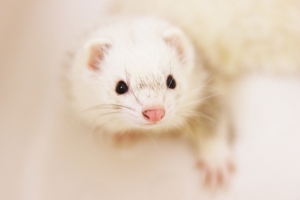 インスリノーマ