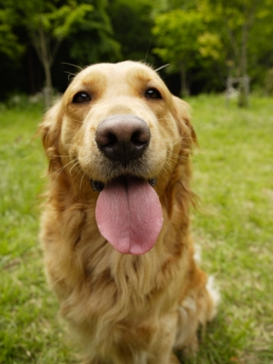 混合ワクチン接種と狂犬病予防接種について