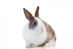 消化管うっ滞・毛球症