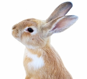 ���󥻥ե���ȥ�����ɡ���˦����ɡ�