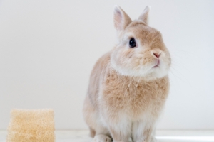 うさぎさんについて