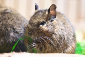 デグーについて