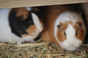 モルモットについて