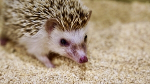 ハリネズミについて