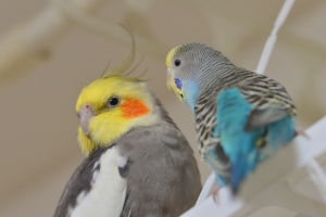 小鳥について