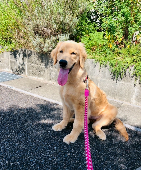 ¡Ú11·î¡Û½Ã°å»Õ½Ð¶Ðɽ¡õ¥¢¥Ë¥Þ¥ë¥¹¥¿¥Ã¥Õ¡õ¥Ë¥å¡¼¥¹¥ì¥¿¡¼¤ò¤ªÆÏ¤±¤·¤Þ¤¹¡ª